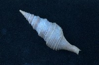藏品(臺灣捲管螺)的圖片
